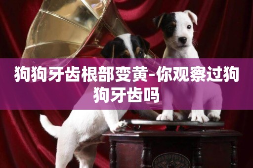狗狗牙齒根部變黃-你觀察過狗狗牙齒嗎
