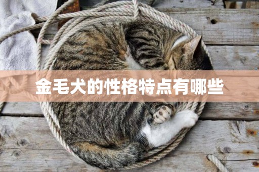金毛犬的性格特點有哪些