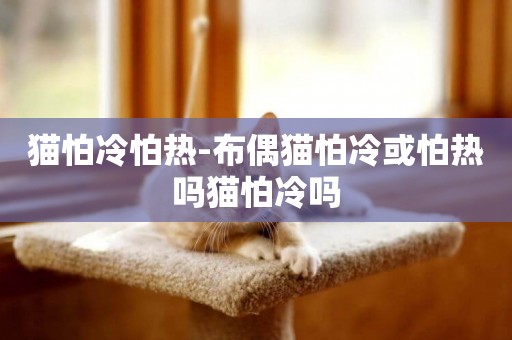 貓怕冷怕熱-布偶貓怕冷或怕熱嗎貓怕冷嗎