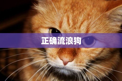 正確流浪狗
