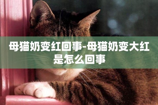 母貓奶變紅回事-母貓奶變大紅是怎么回事