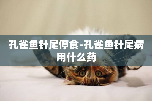孔雀魚針尾停食-孔雀魚針尾病用什么藥