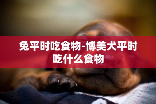 兔平時吃食物-博美犬平時吃什么食物