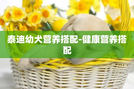 泰迪幼犬營養搭配-健康營養搭配