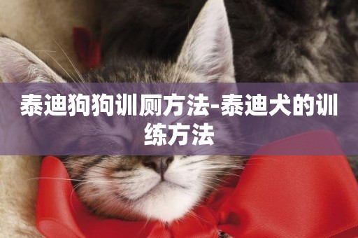 泰迪狗狗訓廁方法-泰迪犬的訓練方法
