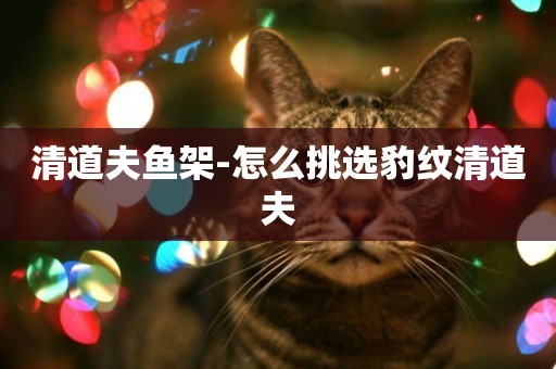 清道夫魚架-怎么挑選豹紋清道夫