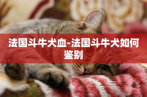 法國斗牛犬血-法國斗牛犬如何鑒別
