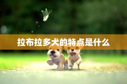 拉布拉多犬的特點是什么