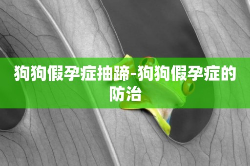 狗狗假孕癥抽蹄-狗狗假孕癥的防治