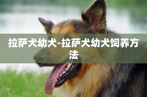 拉薩犬幼犬-拉薩犬幼犬飼養方法