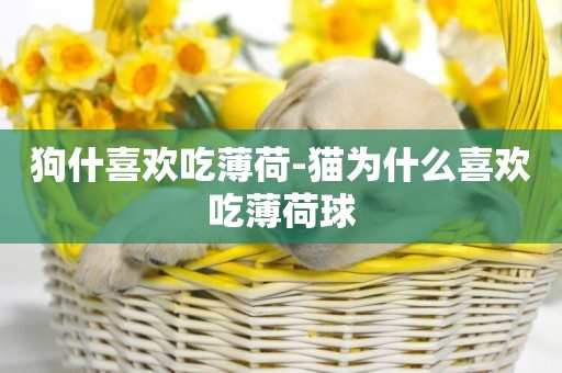狗什喜歡吃薄荷-貓為什么喜歡吃薄荷球