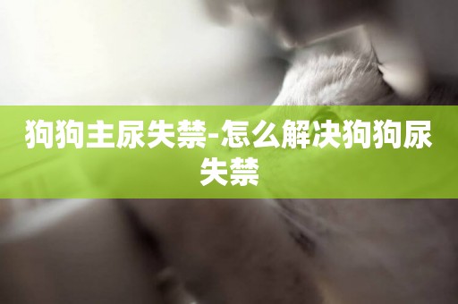 狗狗主尿失禁-怎么解決狗狗尿失禁