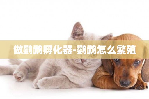 做鸚鵡孵化器-鸚鵡怎么繁殖