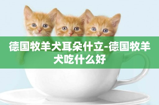 德國牧羊犬耳朵什立-德國牧羊犬吃什么好