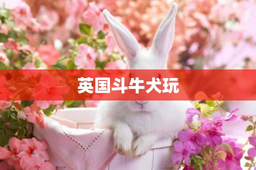 英國斗牛犬玩
