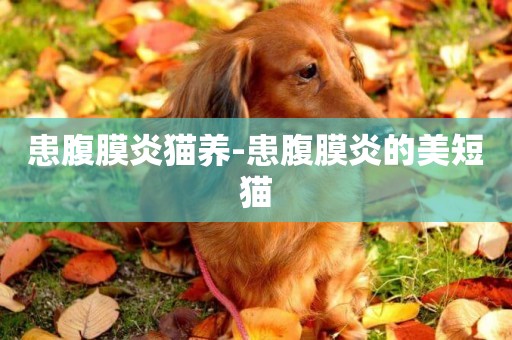 患腹膜炎貓養-患腹膜炎的美短貓