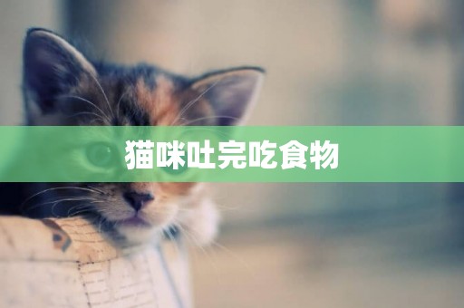 貓咪吐完吃食物