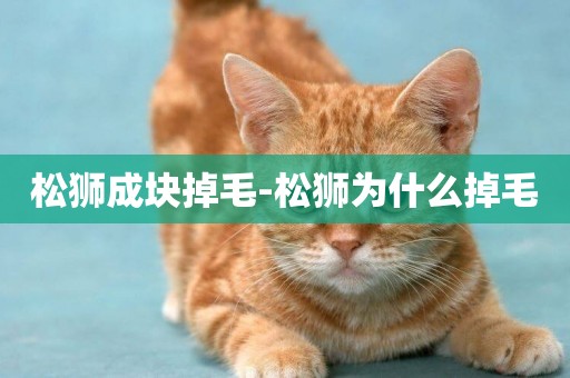 松獅成塊掉毛-松獅為什么掉毛