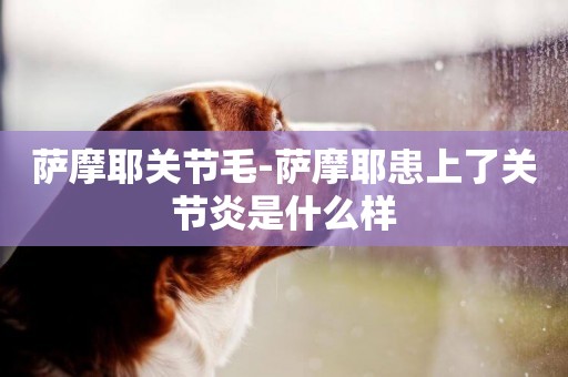 薩摩耶關節毛-薩摩耶患上了關節炎是什么樣