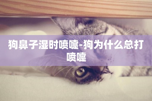 狗鼻子濕時噴嚏-狗為什么總打噴嚏