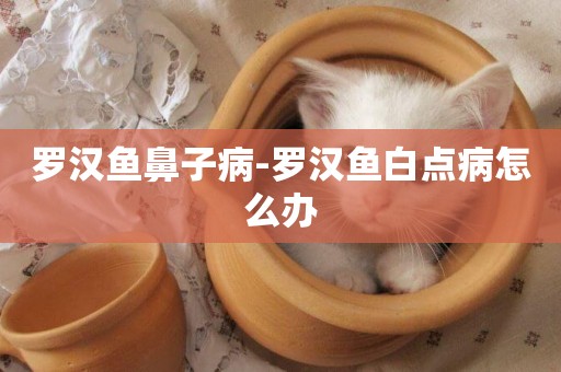 羅漢魚鼻子病-羅漢魚白點病怎么辦
