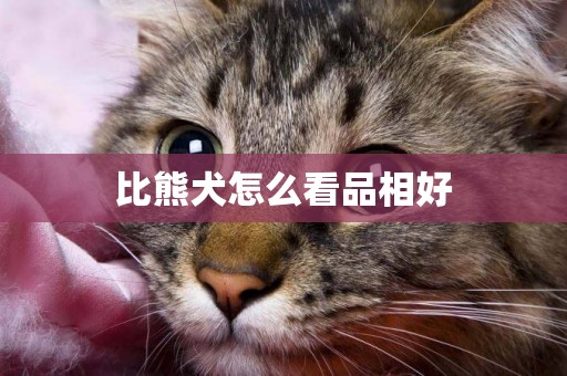 比熊犬怎么看品相好