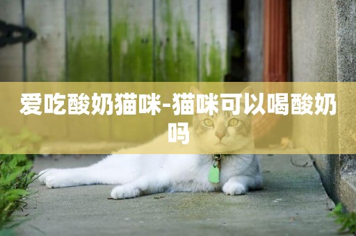 愛吃酸奶貓咪-貓咪可以喝酸奶嗎