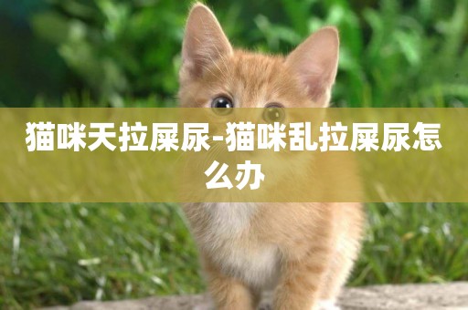 貓咪天拉屎尿-貓咪亂拉屎尿怎么辦