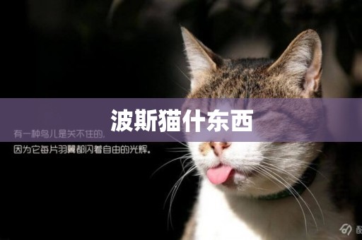 波斯貓什東西