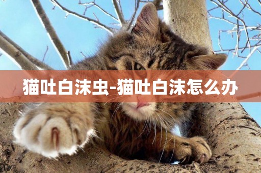貓吐白沫蟲-貓吐白沫怎么辦