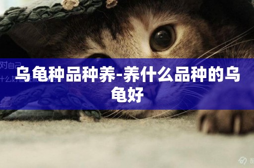 烏龜種品種養-養什么品種的烏龜好
