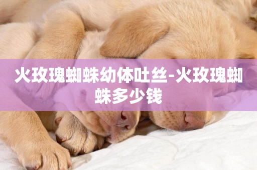 火玫瑰蜘蛛幼體吐絲-火玫瑰蜘蛛多少錢