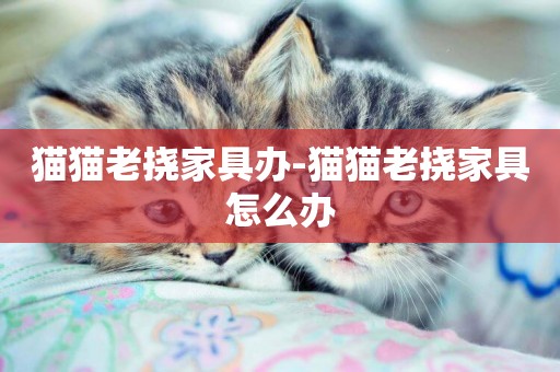 貓貓老撓家具辦-貓貓老撓家具怎么辦