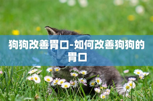 狗狗改善胃口-如何改善狗狗的胃口