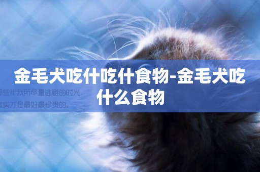 金毛犬吃什吃什食物-金毛犬吃什么食物