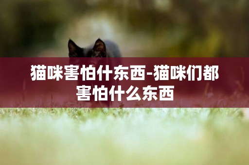 貓咪害怕什東西-貓咪們都害怕什么東西