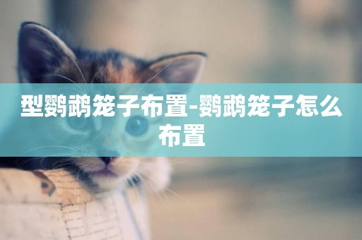 型鸚鵡籠子布置-鸚鵡籠子怎么布置