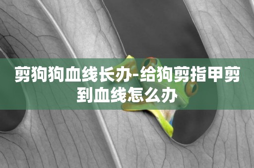 剪狗狗血線長辦-給狗剪指甲剪到血線怎么辦