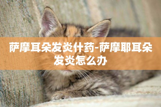 薩摩耳朵發炎什藥-薩摩耶耳朵發炎怎么辦