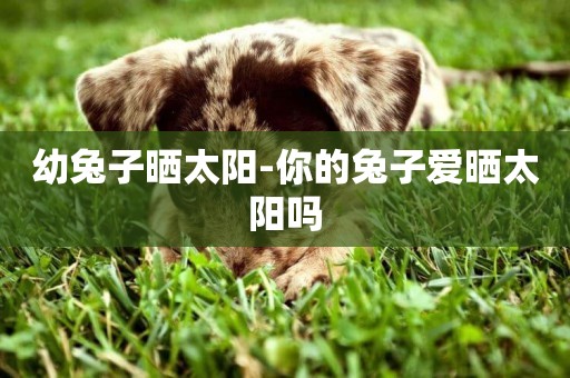 幼兔子曬太陽-你的兔子愛曬太陽嗎