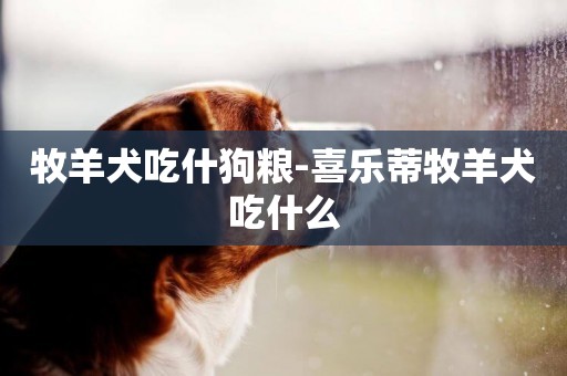牧羊犬吃什狗糧-喜樂蒂牧羊犬吃什么