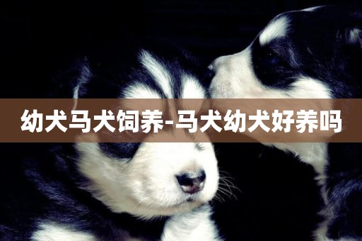 幼犬馬犬飼養-馬犬幼犬好養嗎