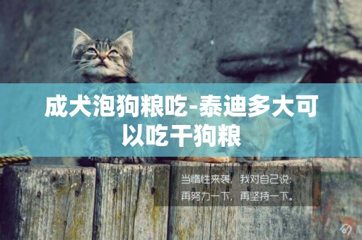 成犬泡狗糧吃-泰迪多大可以吃干狗糧