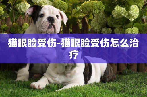 貓眼瞼受傷-貓眼瞼受傷怎么治療