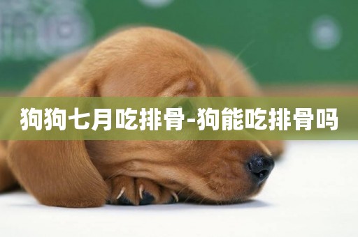 狗狗七月吃排骨-狗能吃排骨嗎