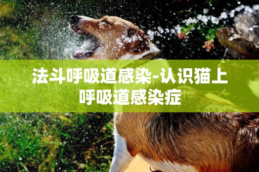 法斗呼吸道感染-認識貓上呼吸道感染癥