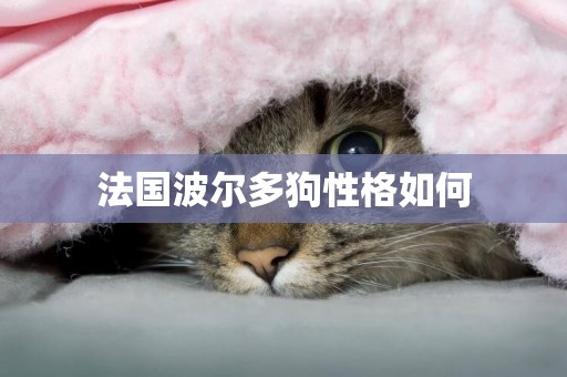 法國波爾多狗性格如何
