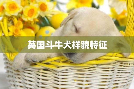 英國斗牛犬樣貌特征