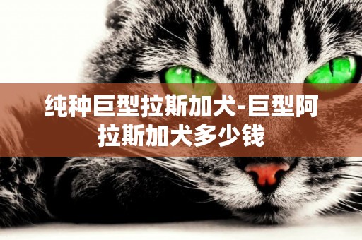 純種巨型拉斯加犬-巨型阿拉斯加犬多少錢