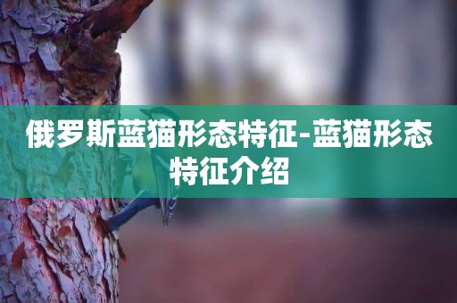 俄羅斯藍貓形態特征-藍貓形態特征介紹
